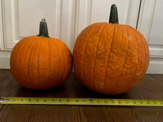 Large Jack-O-Lantern/Carver Pumpkins